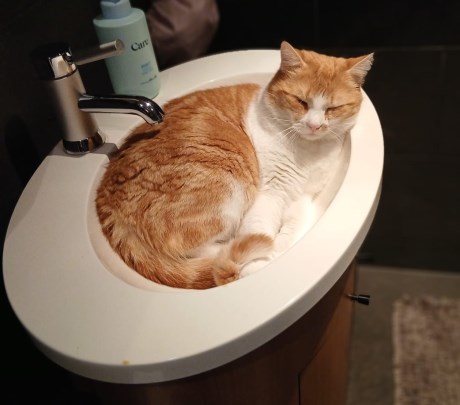 Kat Europese korthaar of huiskat