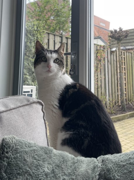 Kat Europese korthaar of huiskat