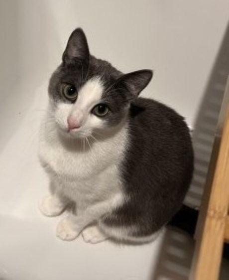 Kat Europese korthaar of huiskat