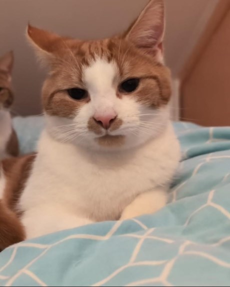 Kat Europese korthaar of huiskat