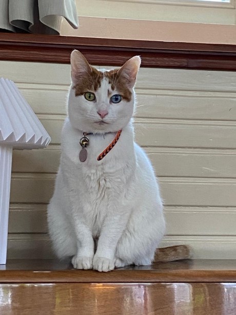 Kat Europese korthaar of huiskat