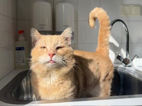 Kat Europese korthaar of huiskat