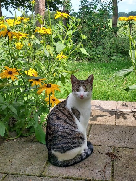 Kat Europese korthaar of huiskat