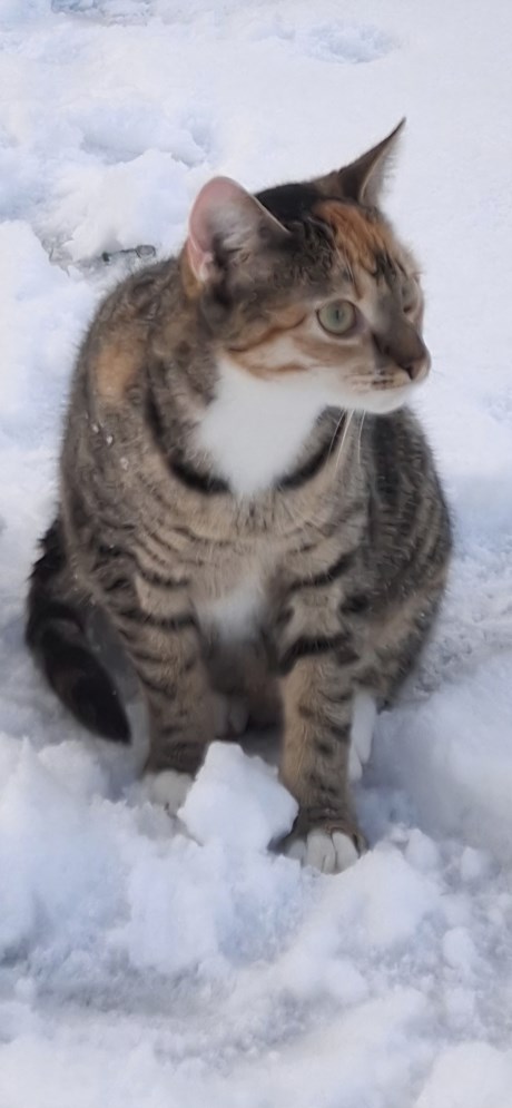 Kat Europese korthaar of huiskat