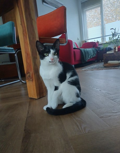 Kat Europese korthaar of huiskat