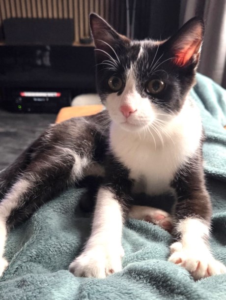 Kat Europese korthaar of huiskat