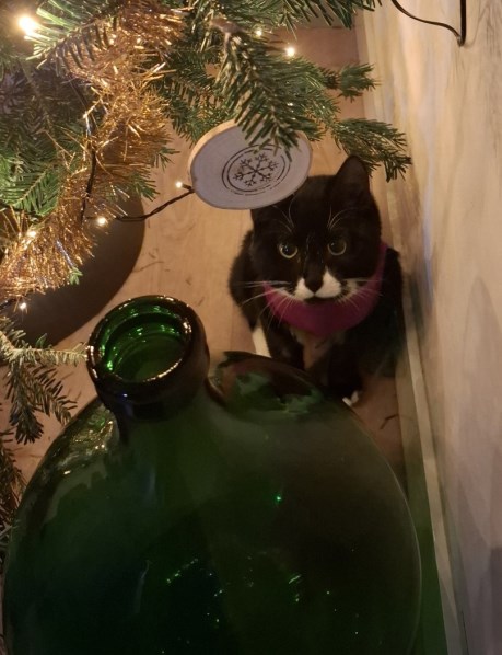 Kat Europese korthaar of huiskat