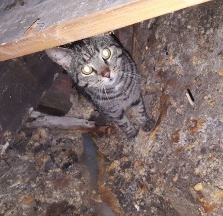 Kat Europese korthaar of huiskat