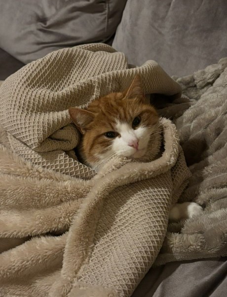 Kat Europese korthaar of huiskat