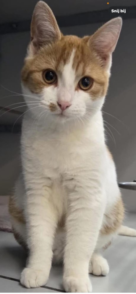 Kat Europese korthaar of huiskat