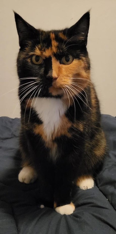 Kat Europese korthaar of huiskat