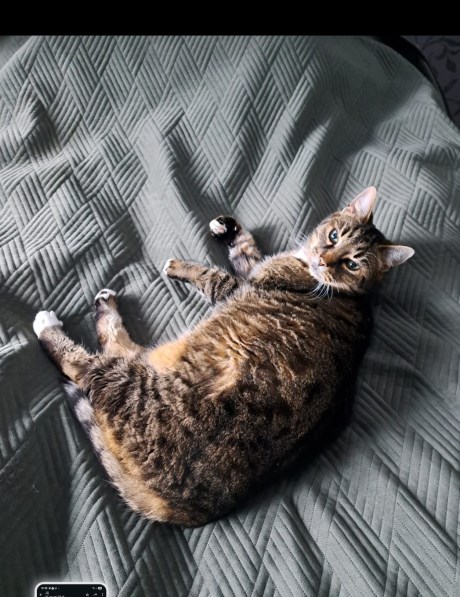 Kat Europese korthaar of huiskat