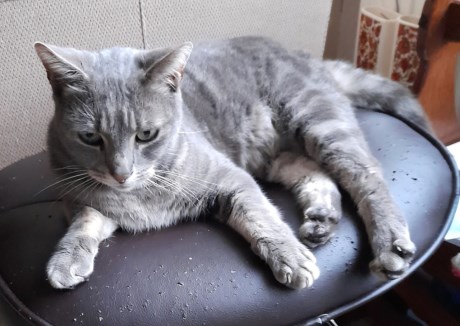 Kat Europese korthaar of huiskat