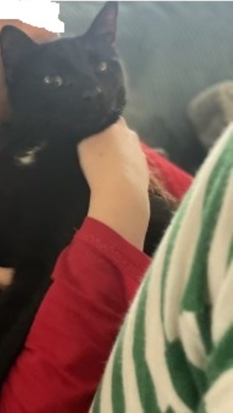 Kat Europese korthaar of huiskat