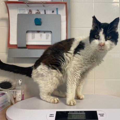 Kat Europese korthaar of huiskat