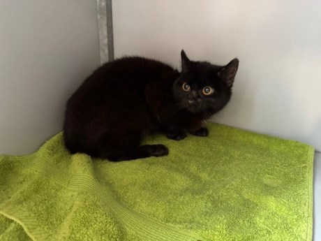 Kat Europese korthaar of huiskat