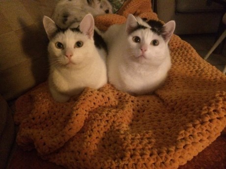 Kat Europese korthaar of huiskat