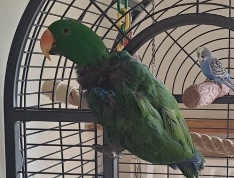 Vogel (Dwerg-)papegaai