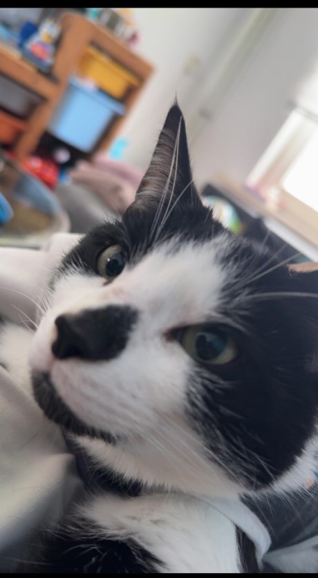 Kat Europese korthaar of huiskat