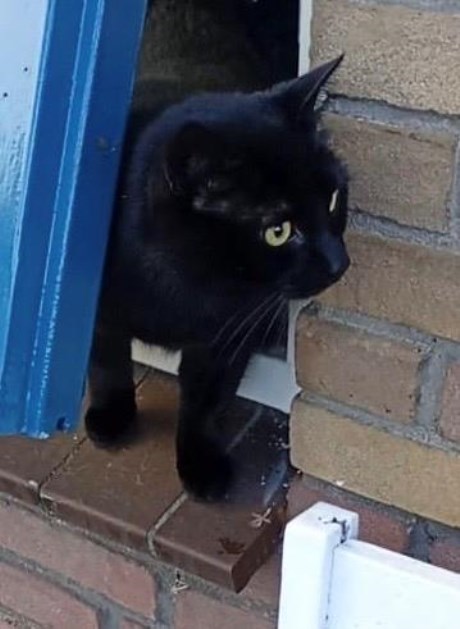 Kat Europese korthaar of huiskat