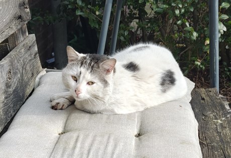 Kat Europese korthaar of huiskat