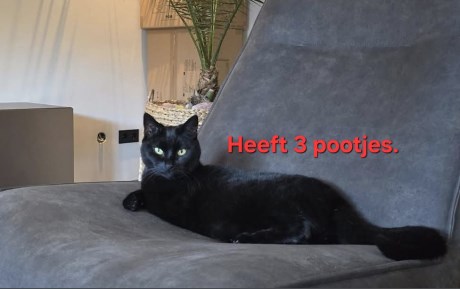 Kat Europese korthaar of huiskat