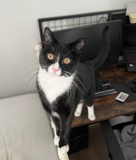 Kat Europese korthaar of huiskat