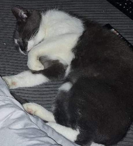 Kat Europese korthaar of huiskat