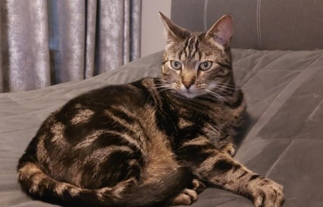 Kat Europese korthaar of huiskat