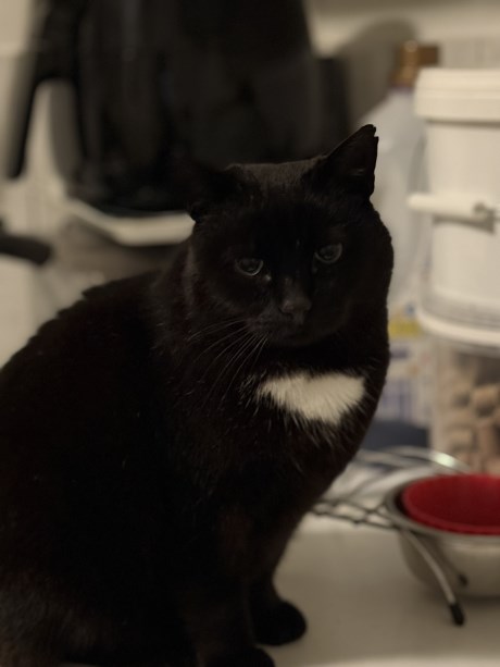 Kat Europese korthaar of huiskat