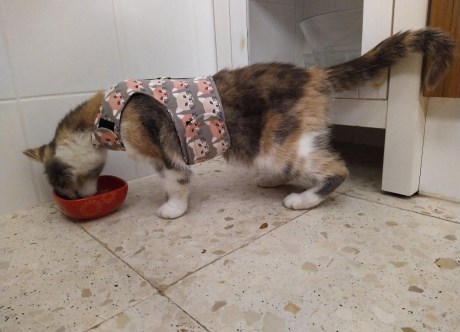 Kat Europese korthaar of huiskat