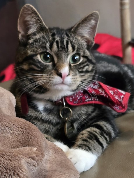 Kat Europese korthaar of huiskat