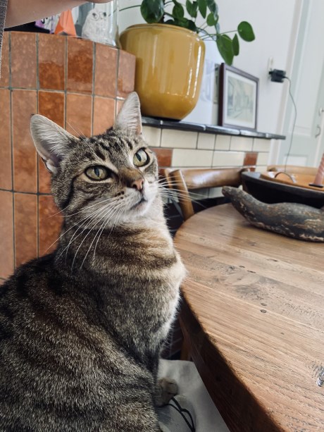 Kat Europese korthaar of huiskat