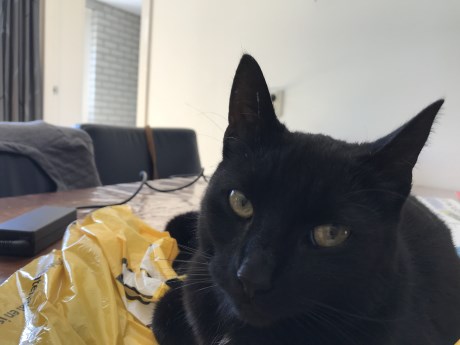 Kat Europese korthaar of huiskat