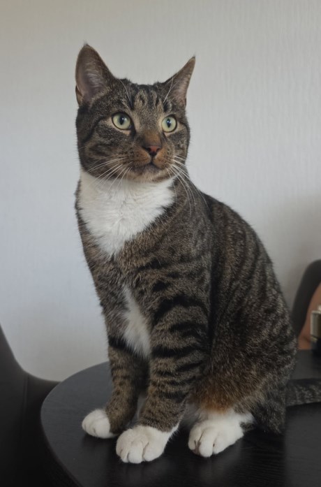 Kat Europese korthaar of huiskat