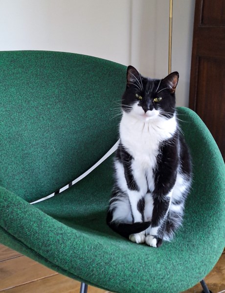 Kat Europese korthaar of huiskat