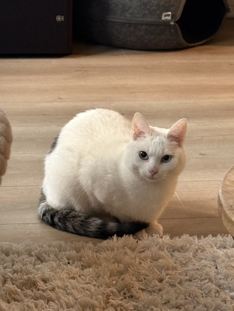 Kat Europese korthaar of huiskat