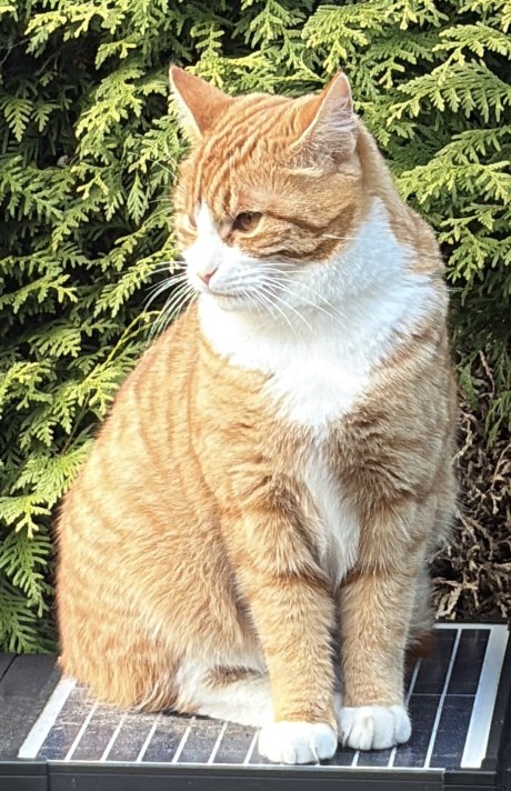 Kat Europese korthaar of huiskat