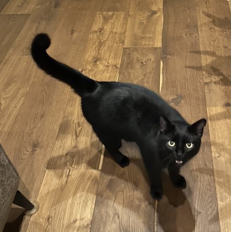 Kat Europese korthaar of huiskat