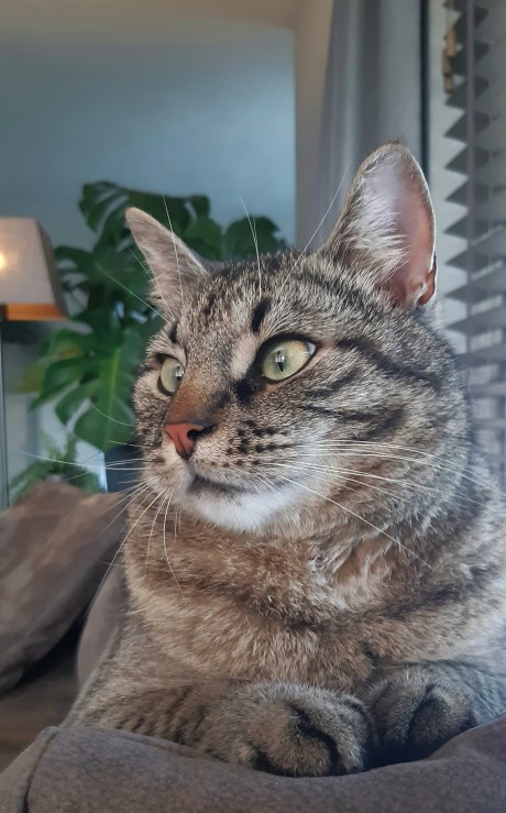 Kat Europese korthaar of huiskat