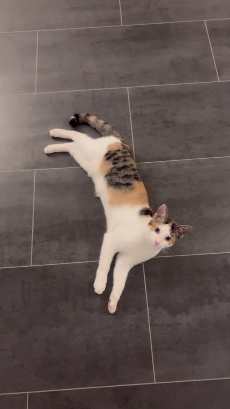 Kat Europese korthaar of huiskat