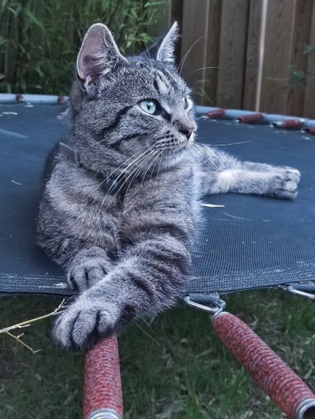 Kat Europese korthaar of huiskat