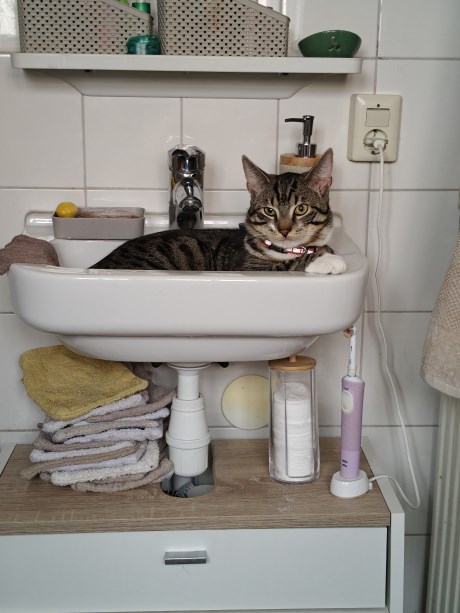 Kat Europese korthaar of huiskat