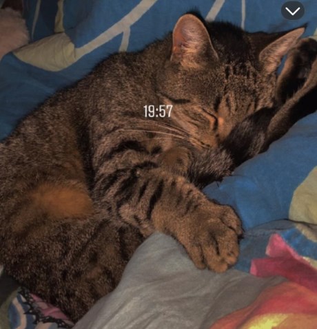 Kat Europese korthaar of huiskat