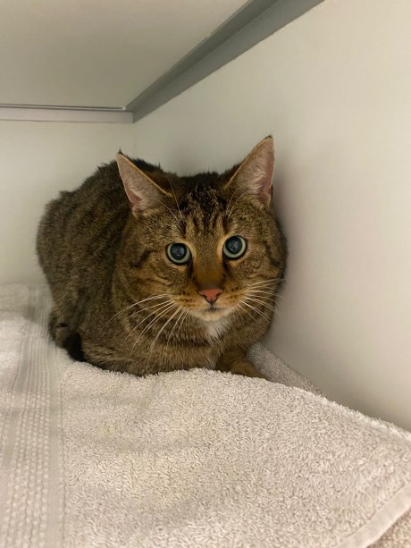 Kat Europese korthaar of huiskat