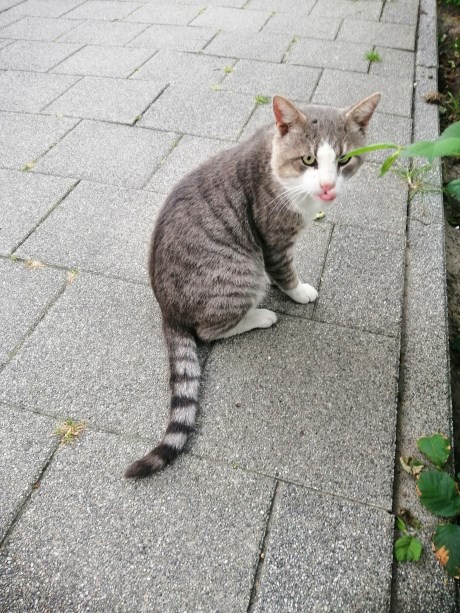 Kat Europese korthaar of huiskat