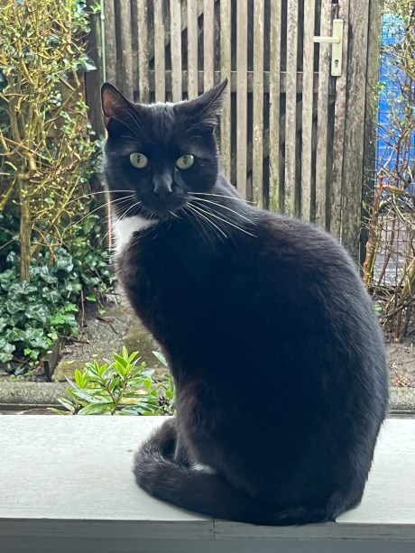 Kat Europese korthaar of huiskat