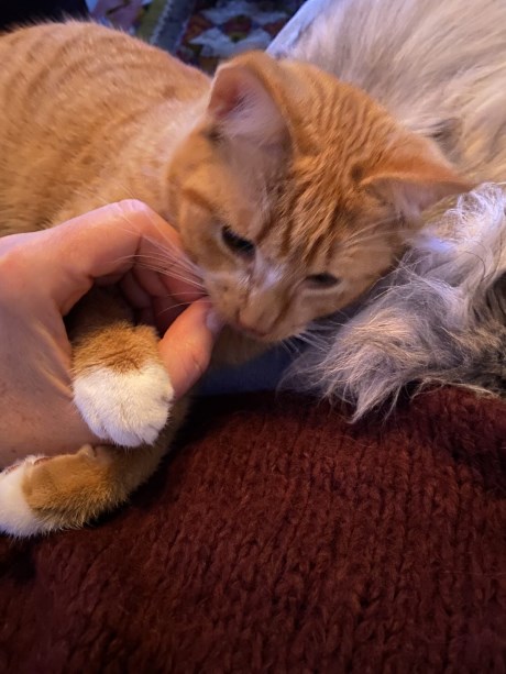 Kat Europese korthaar of huiskat