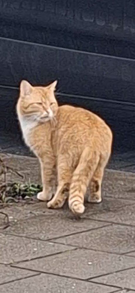 Kat Europese korthaar of huiskat