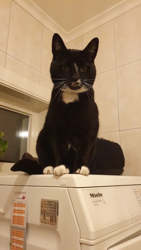 Kat Europese korthaar of huiskat